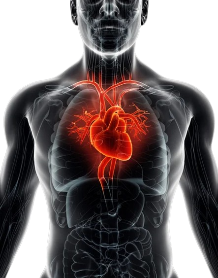 Human Heart